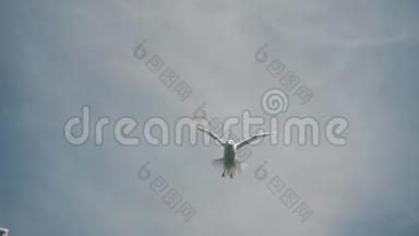 美丽的雪白海鸥在天空中飞翔，迅速挥动翅膀
